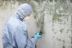 Best Environmental Consulting for Mold Prevention in Santa Ana, CA